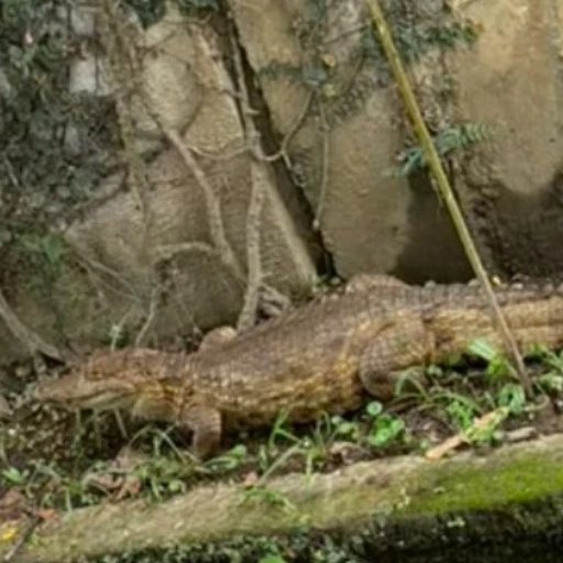Vecinos alertan sobre la presencia de un cocodrilo en Urb. La Lagunita en Caracas