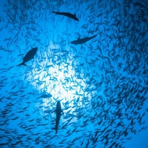 Calentamiento del mar por Fenómeno El Niño podría afectar la disponibilidad de especies en Ecuador
